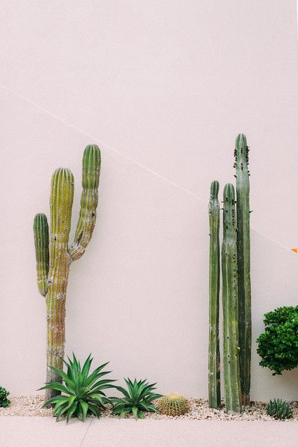 Cactus Inspiration