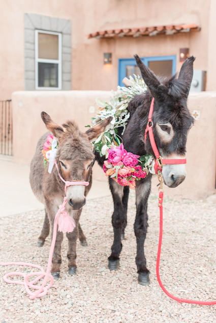 Wedding donkey's