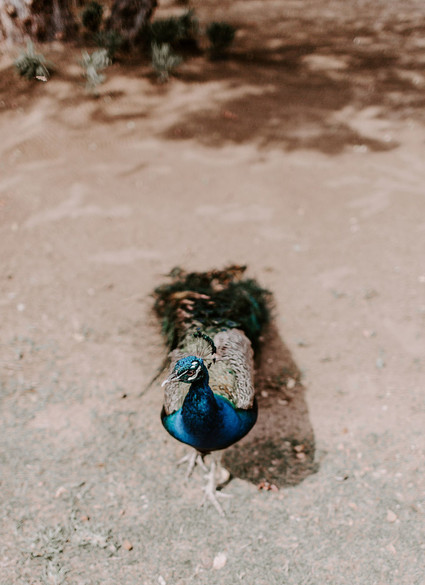 Mexico micro wedding