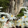 Daisy wedding in Thailand