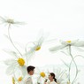 Daisy wedding in Thailand